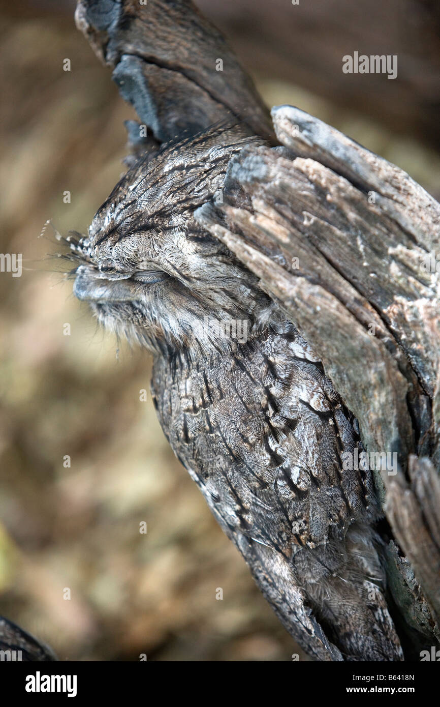 Australia, vicino a Sydney. Featherdale Wildlife Park. Bruno Frogmouth ( Podargus Strigoides ) Foto Stock