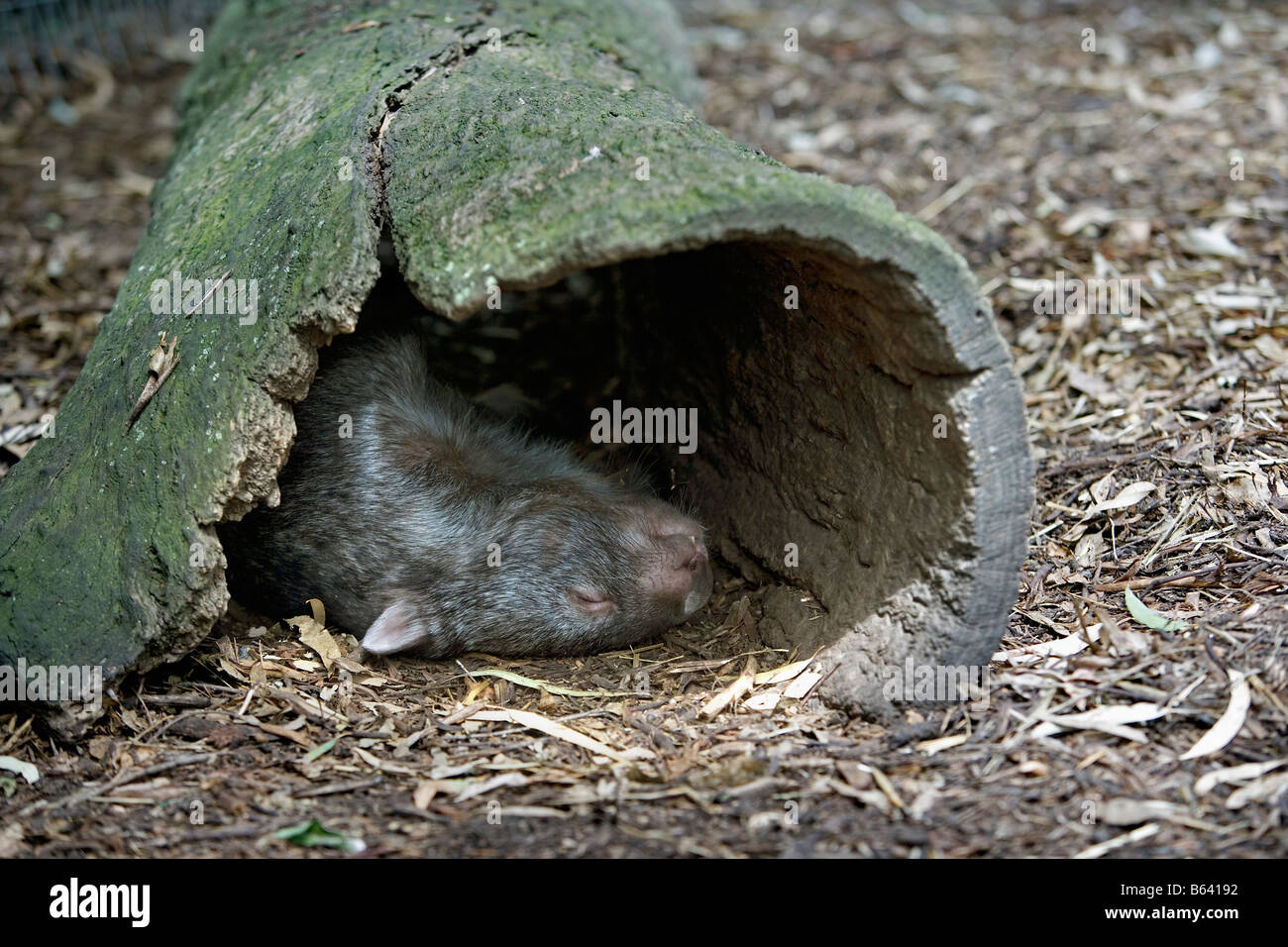 Australia, vicino a Sydney. Featherdale Wildlife Park. Womba comune (Vombatus Ursinus] Foto Stock