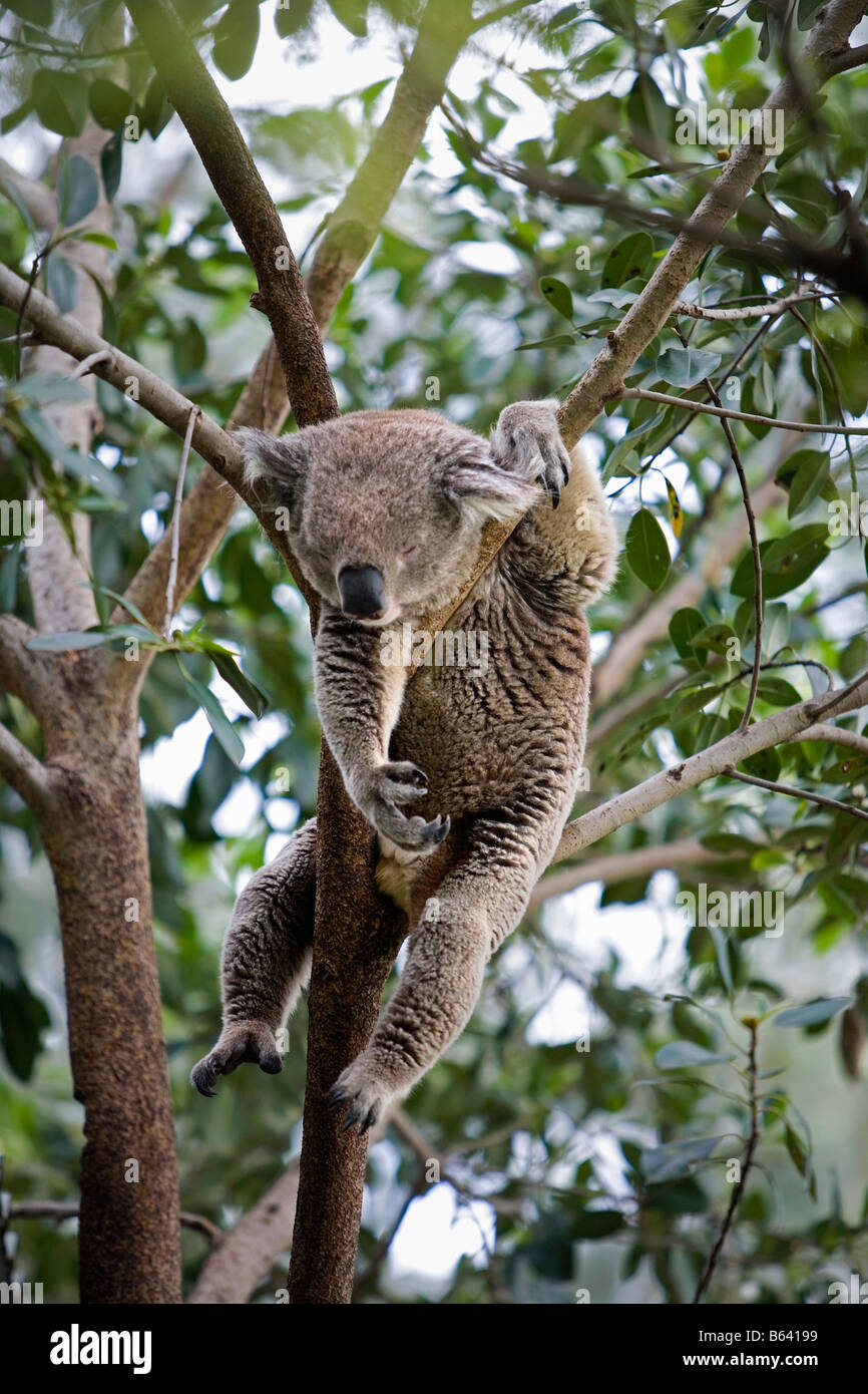 Australia, vicino a Sydney. Featherdale Wildlife Park. Il Koala dormire, [Phascolarctos Cinereus] Foto Stock