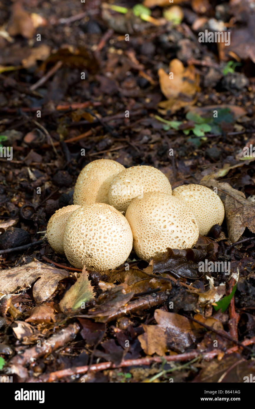 Messa a terra comune sfera Scleroderma citrinum funghi crescente tra figliata di foglia Foto Stock