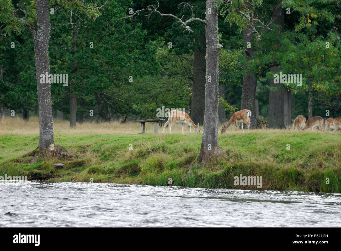 Wild macchie caprioli sono allevati su costa foresta fiume Svezia Foto Stock