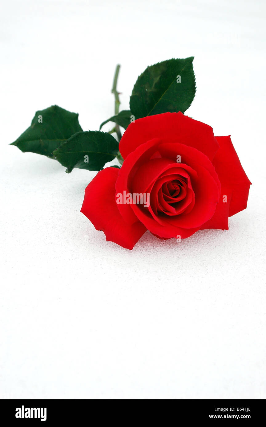 Rosa rossa su uno sfondo innevato Foto Stock
