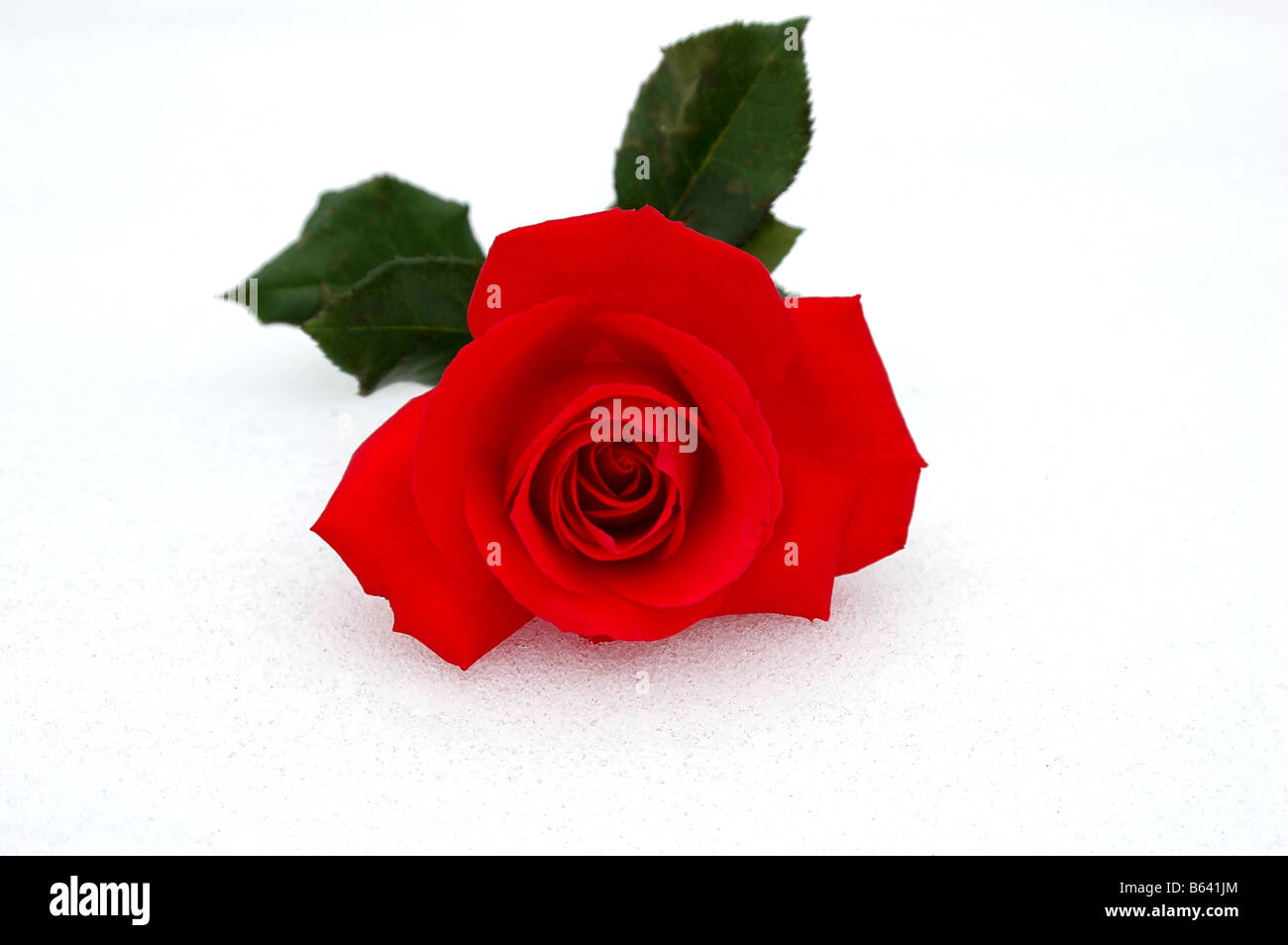 Red Rose su un fresco di neve caduti Foto Stock