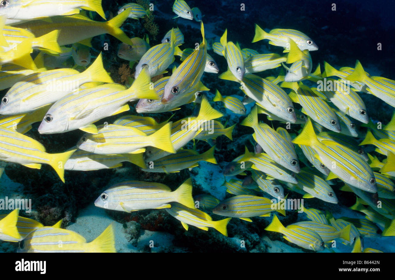 Più strisce blu lutiani. Famiglia: Lutjanidae. Lutjanus Kasmira. Vita sottomarina in oceano le Maldive. Foto Stock