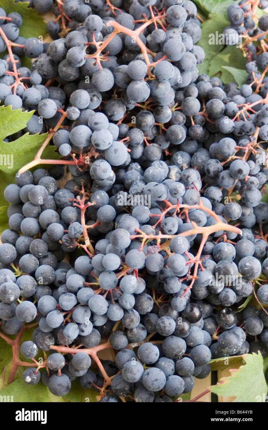 Uve Nebbiolo pronto per essere trasformato in vino dolcetto nei pressi di Dogliani CN Piemonte Italia Foto Stock