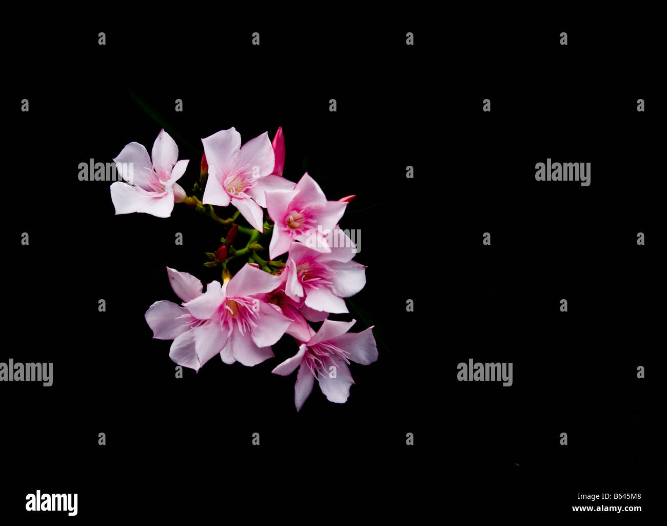 Fiori - Oleandro rosa su sfondo nero - Isolato su nero Foto Stock