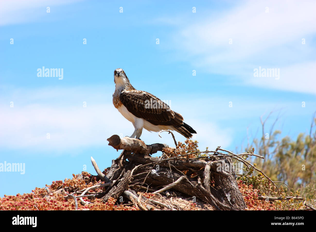 Un mare aquila appollaiato su un tronco di albero in Australia occidentale Foto Stock