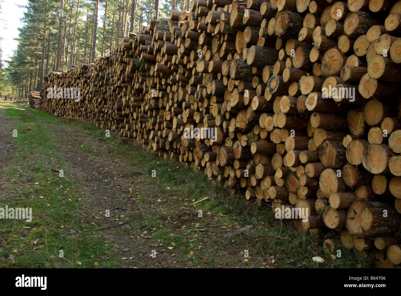 tronchi d'albero Foto Stock