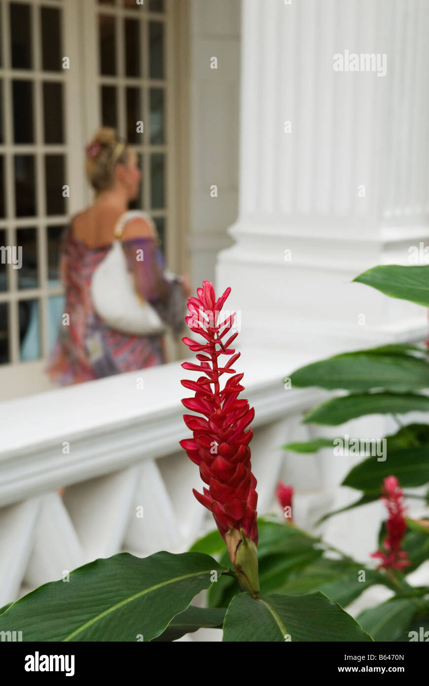 Dettaglio della Red Ginger fiore al Raffles Hotel, Singapore Foto Stock