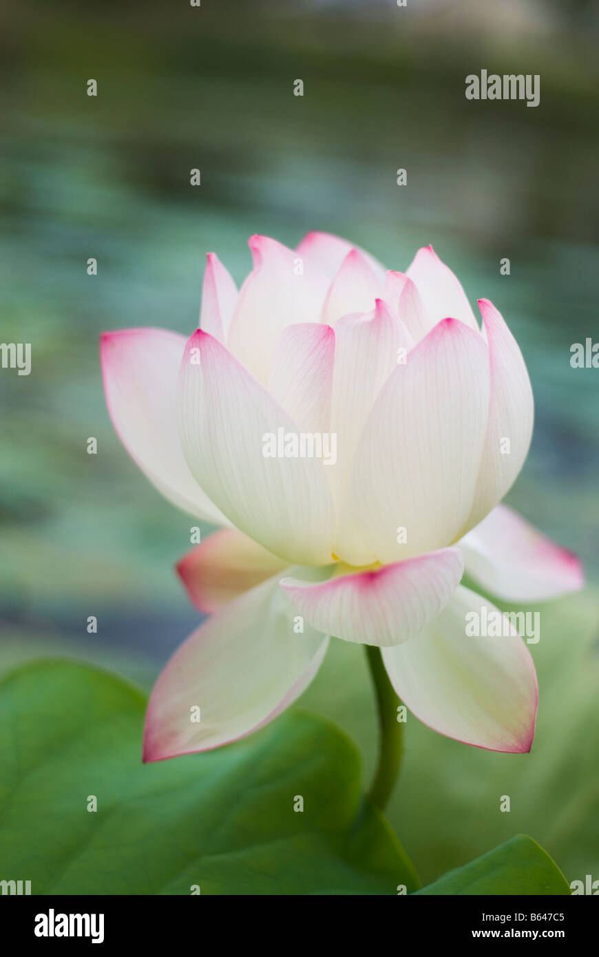 Fiore di loto Nelumbo nucifera Foto Stock