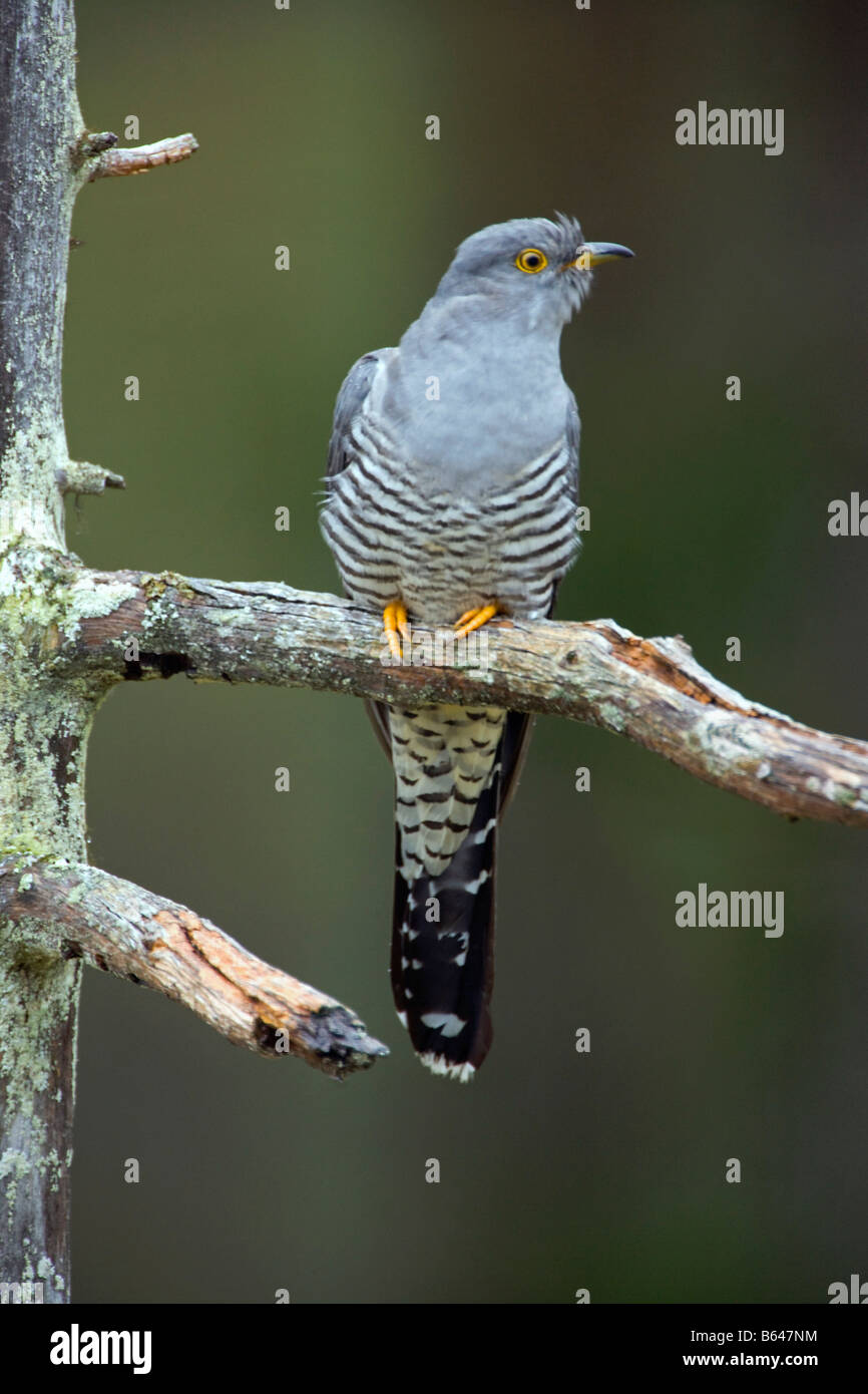 Finlandia, Kuikka lago, vicino a Kuhmo. Cuculo comune (Cuculus canorus). Foto Stock