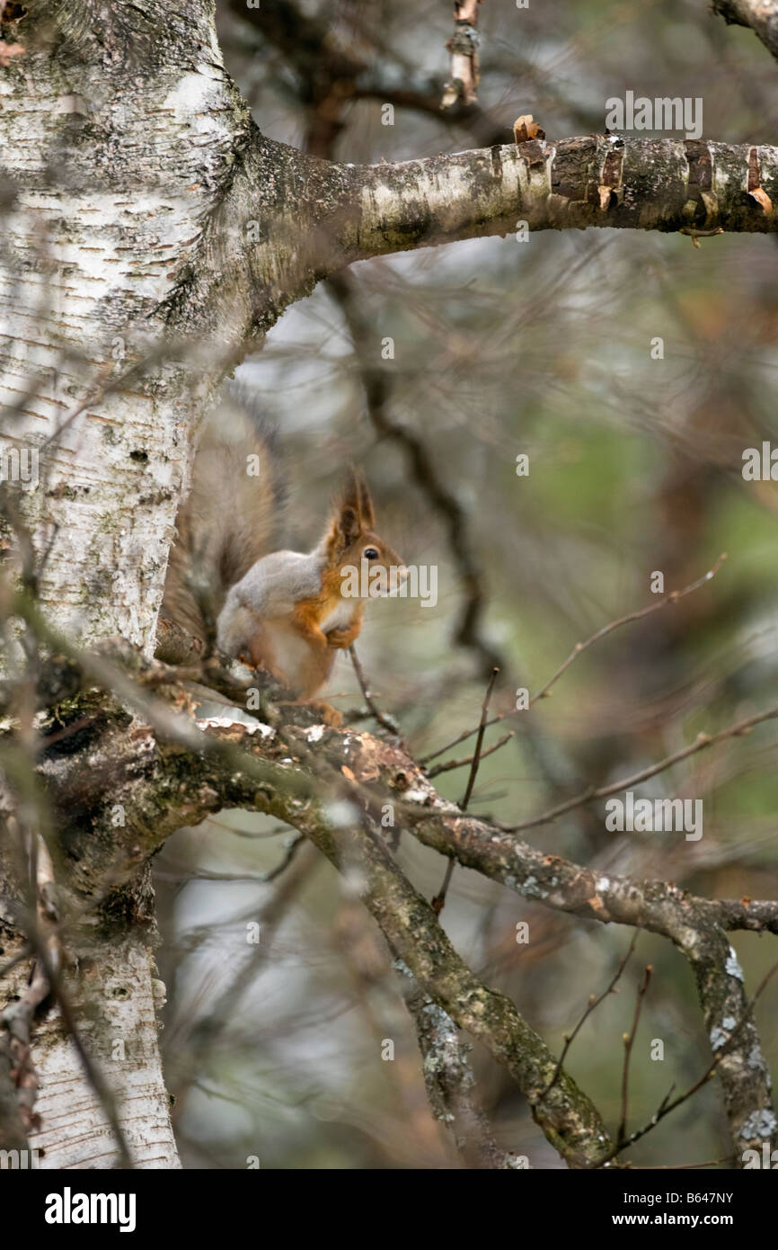 Finlandia, Ruhtinansalmi, vicino Suomussalmi, Centro faunistico Martinselkonen Erakeskus. Eurasian scoiattolo rosso. Sciurus vulgaris. Foto Stock