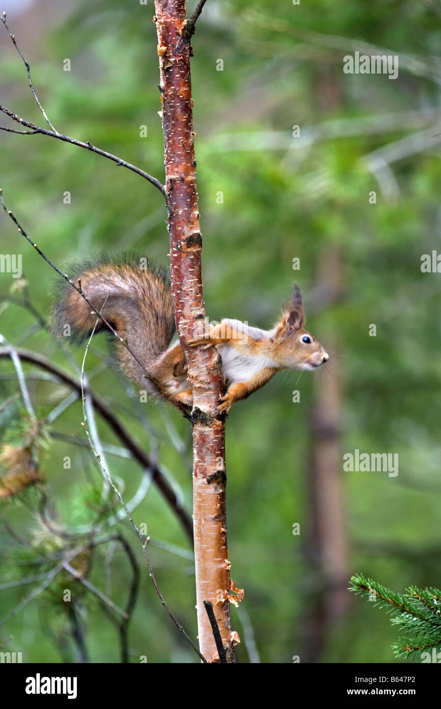 Finlandia, Ruhtinansalmi, vicino Suomussalmi, Centro faunistico Martinselkonen Erakeskus. Eurasian scoiattolo rosso. Sciurus vulgaris. Foto Stock