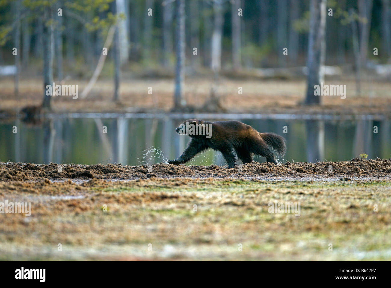 Finlandia, Kuikka lago, vicino a Kuhmo. Wolverine (Gulo gulo). Foto Stock