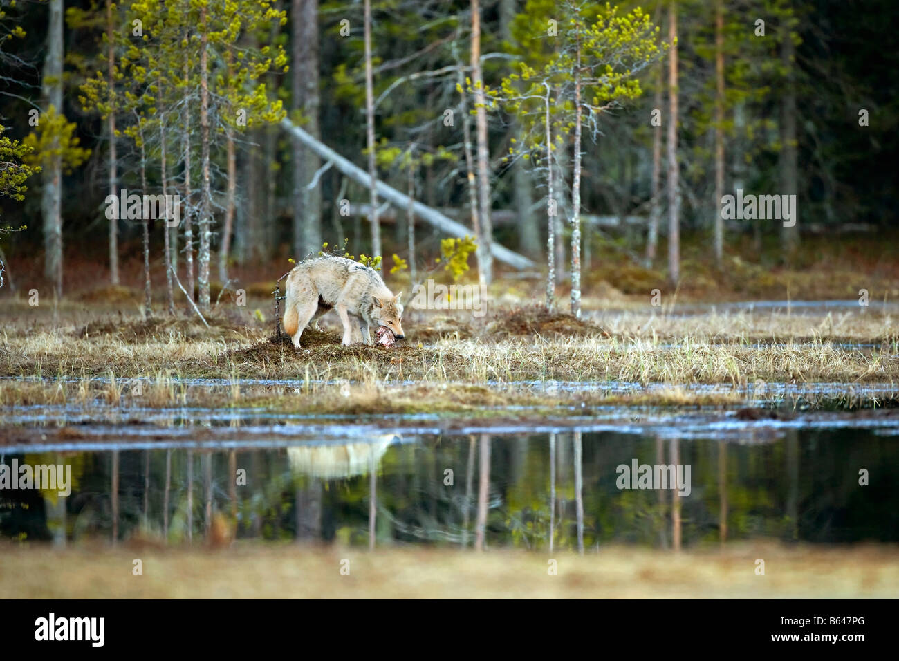 Finlandia, Kuikka lago, vicino a Kuhmo. Lupo (Canis lupus). Foto Stock