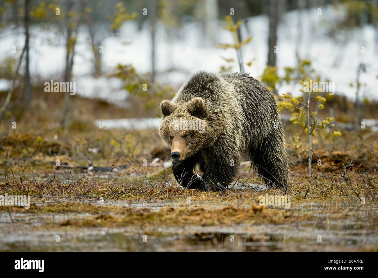 Finlandia, Ruhtinansalmi, vicino Suomussalmi, l'orso bruno. Ursus arctos. Foto Stock
