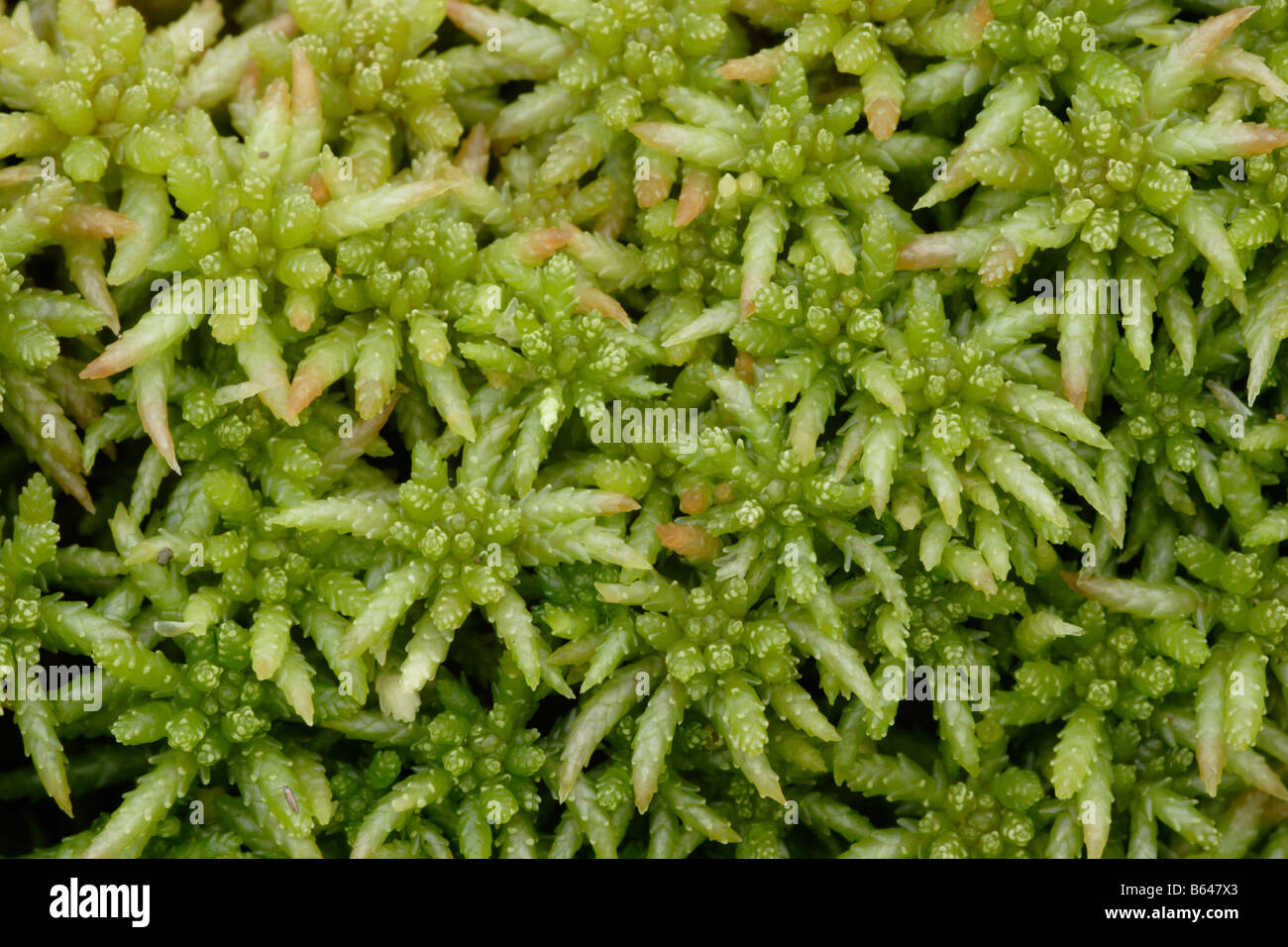 Papillose bog moss Sphagnum papillosum nel bosco aperto REGNO UNITO Foto Stock