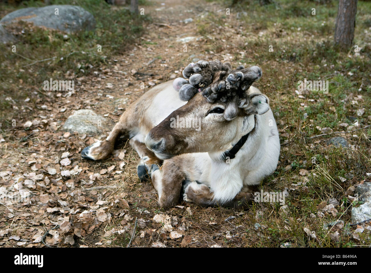 Finlandia, Ruhtinansalmi, vicino Suomussalmi, Centro faunistico Martinselkonen Erakeskus. Renna addomesticata. Foto Stock