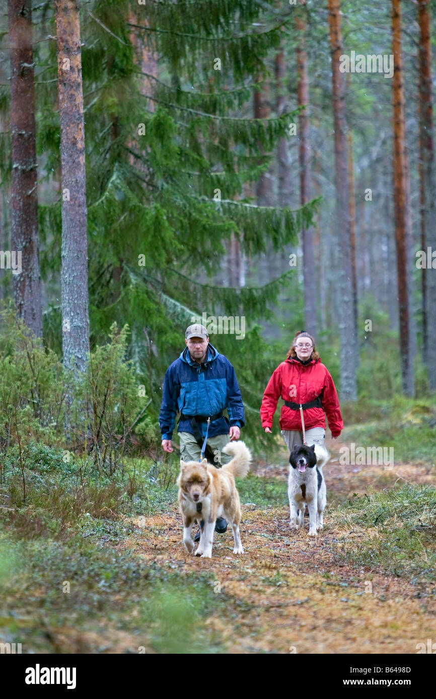 Finlandia, Kuikka lago, vicino a Kuhmo. Ultima taiga. Centro per il turismo e la fauna. Husky trekking. Foto Stock