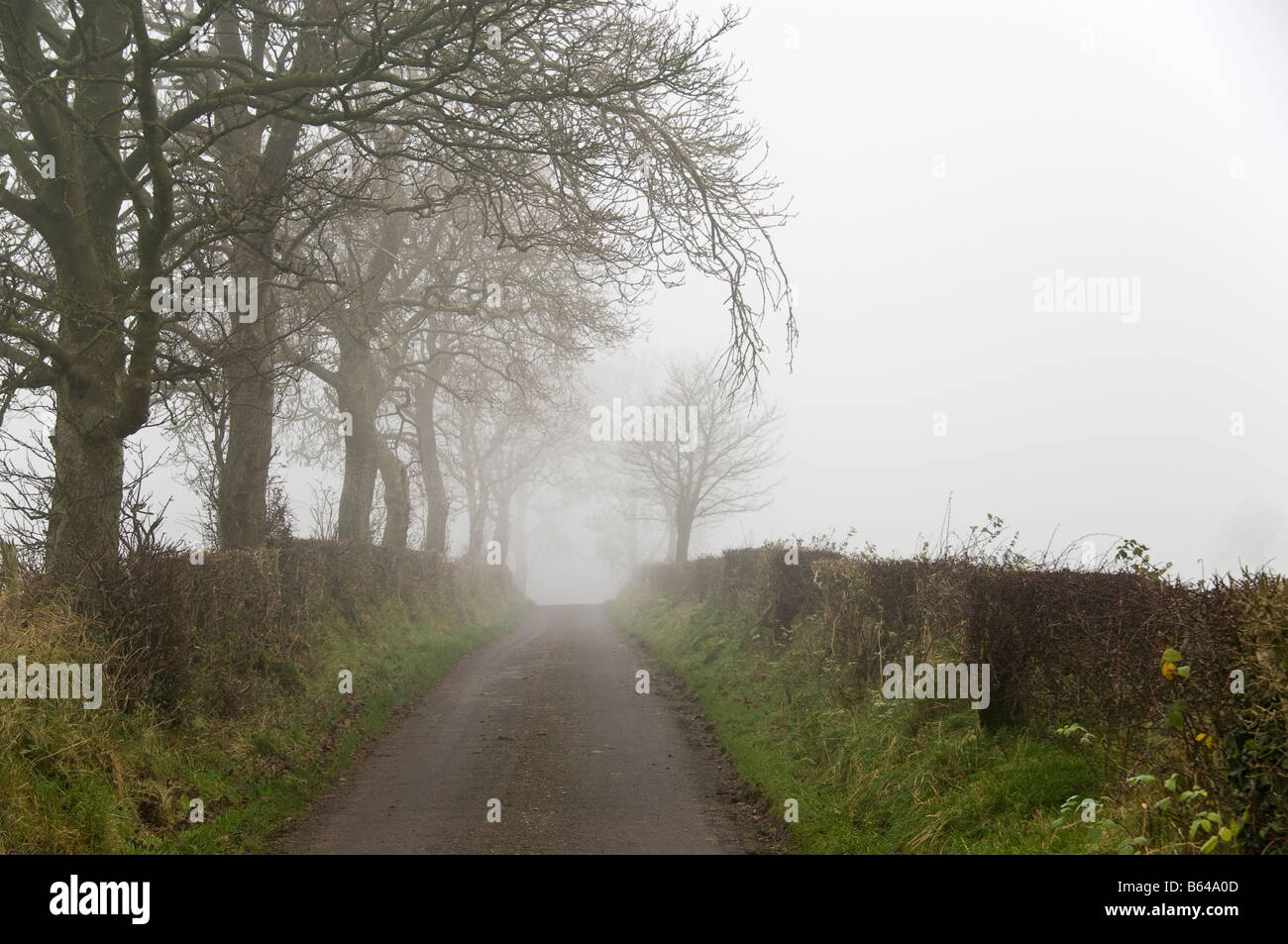 La nebbia/misty country road con bassa visibilità. Foto Stock