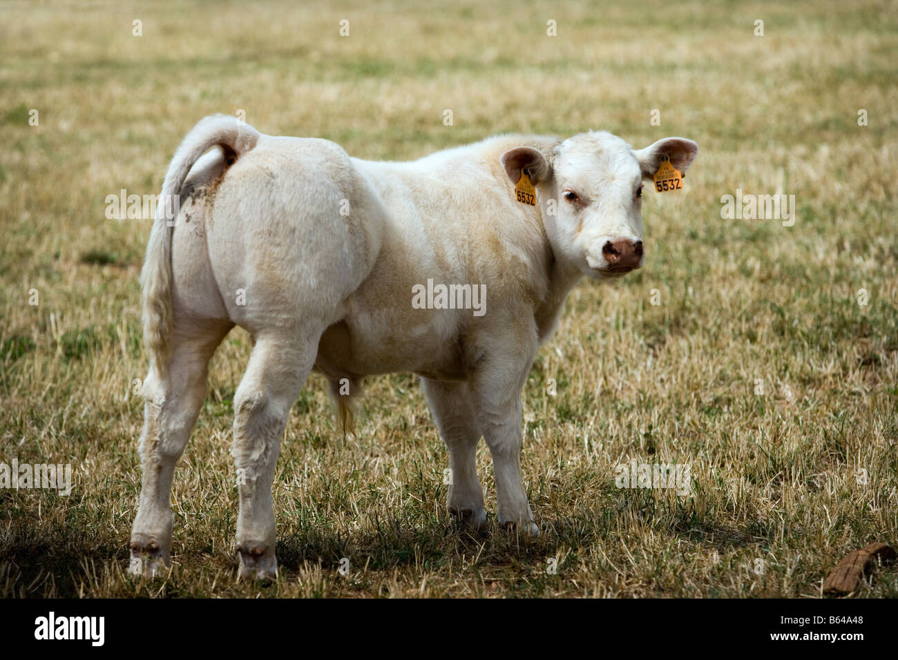 Francia, vicino a Beaune, Borgogna, carne di vacca, vitello. Foto Stock