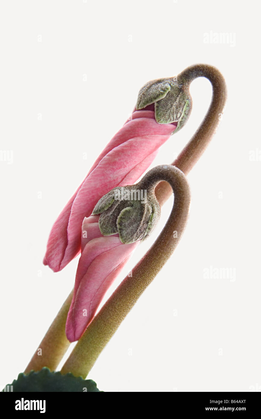 Un primo piano di due strettamente intrecciati rosa ciclamino boccioli di fiori accoccolato insieme Foto Stock