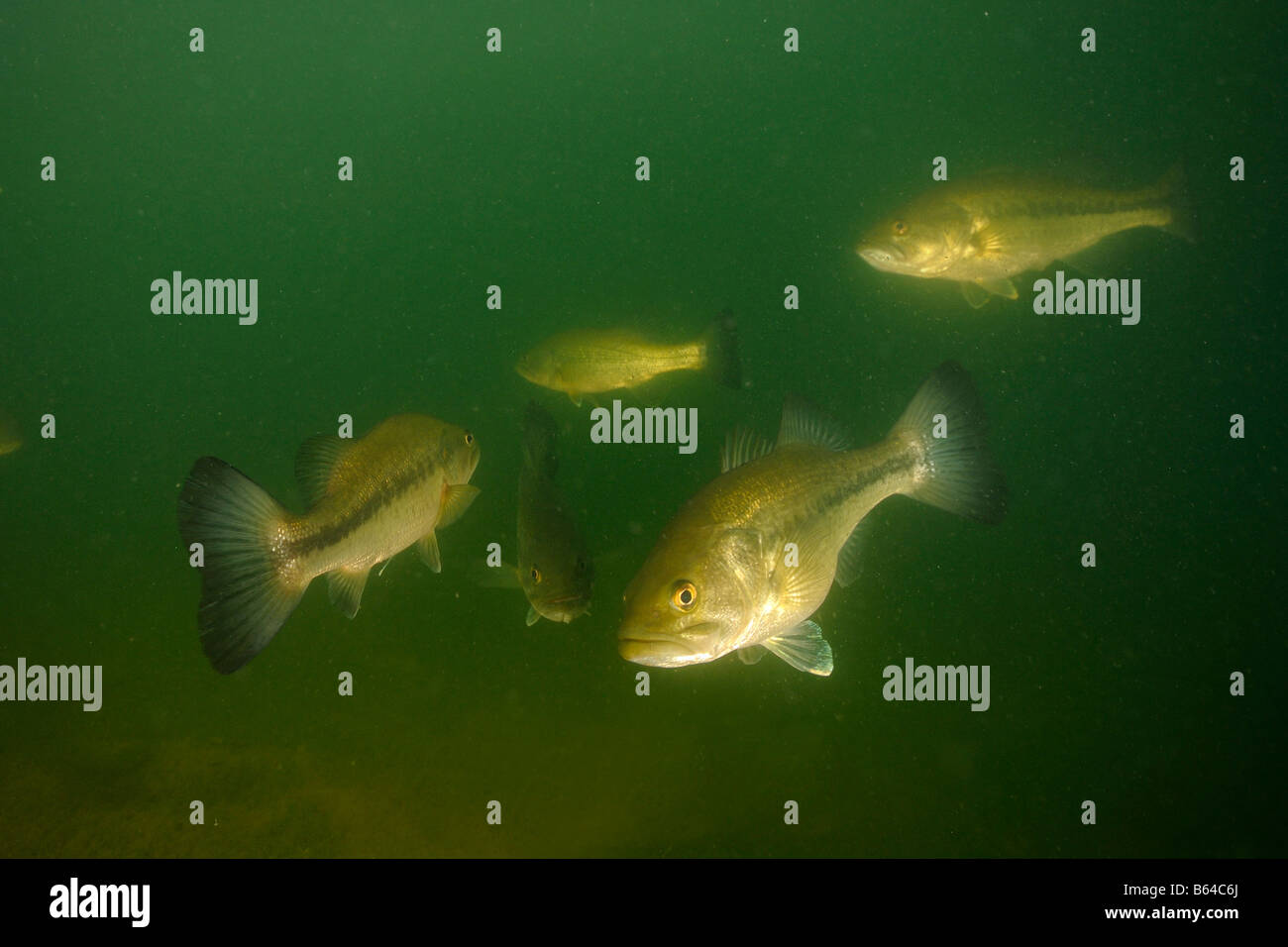 Largemouth bass micropterus salmoides Vermont Foto Stock