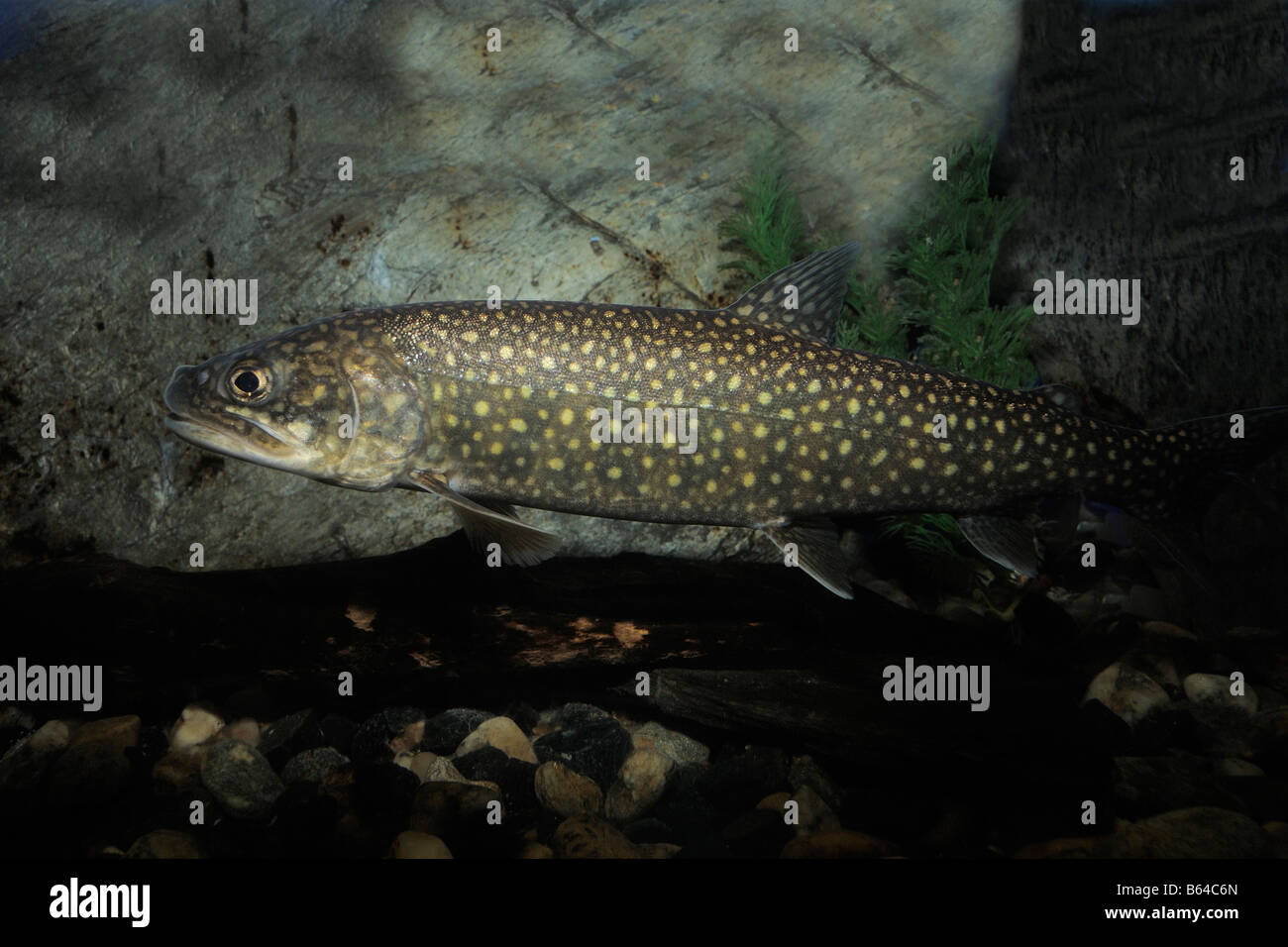 Trota di lago Salvelinus namaycush captive Foto Stock