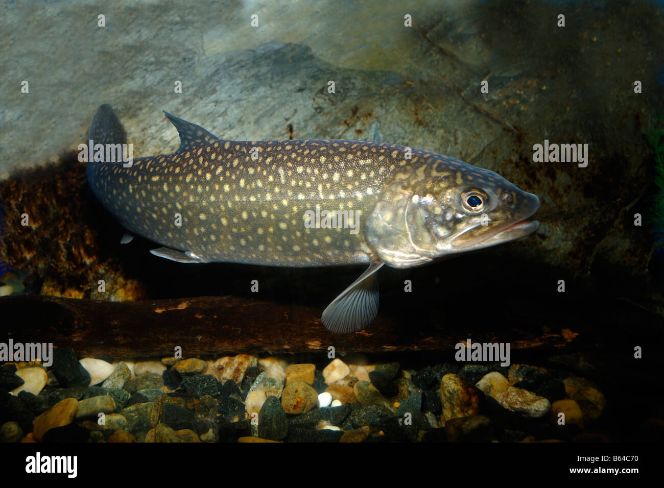Trota di lago Salvelinus namaycush captive Foto Stock