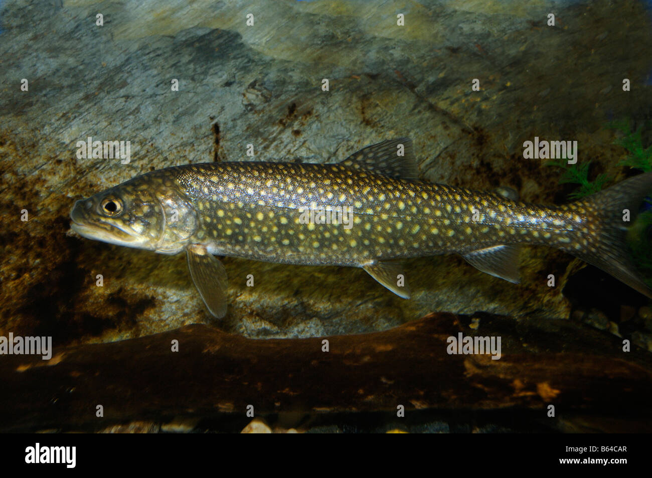 Trota di lago Salvelinus namaycush captive Foto Stock