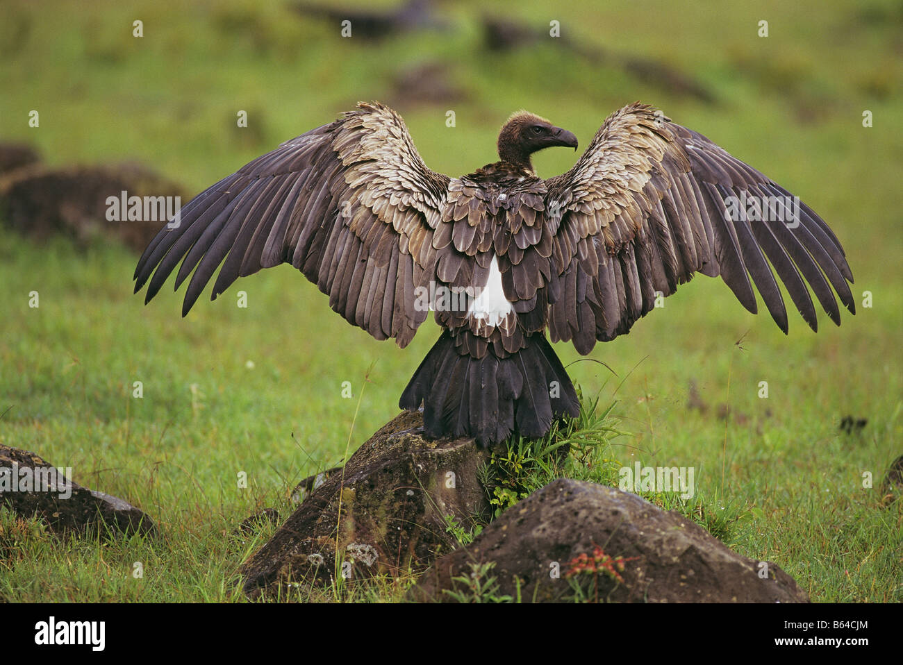 White-backed Vulture diffondere le sue ali Foto Stock