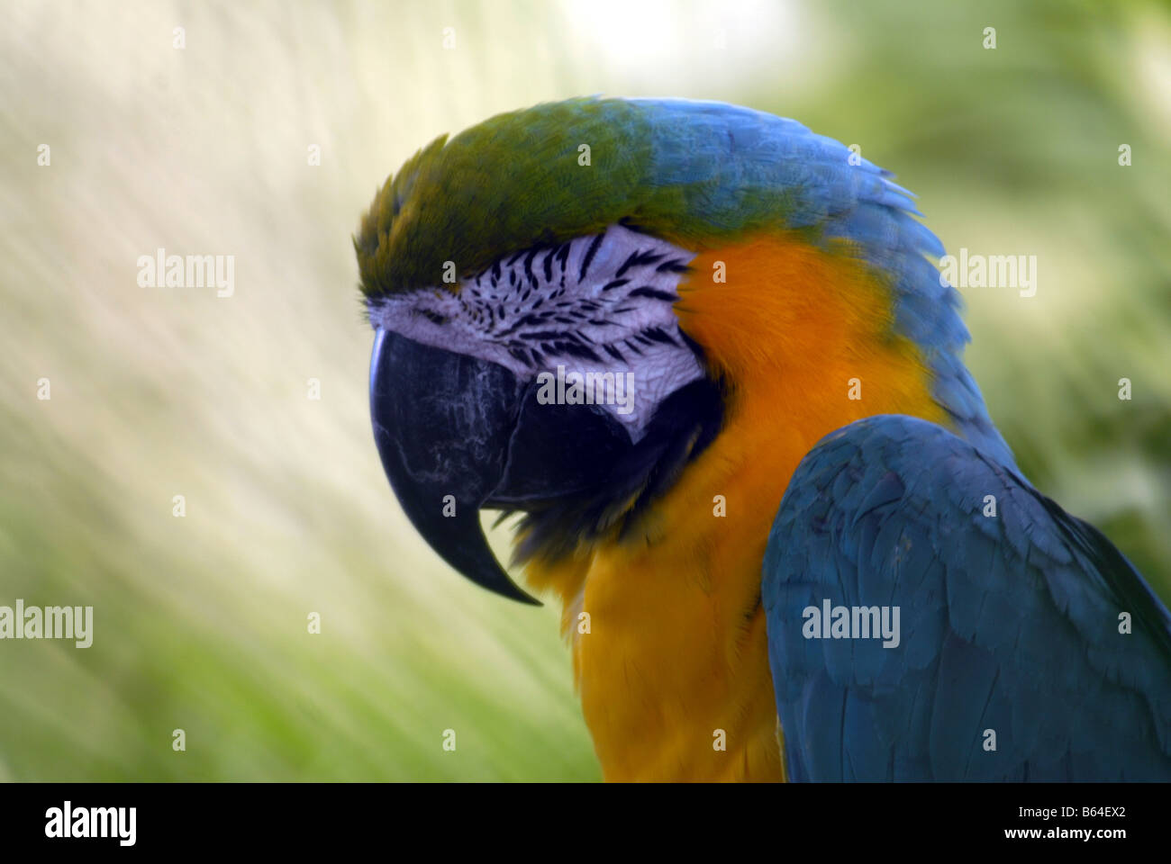 Un blu e giallo MACAW nel Parco degli Uccelli di Jurong SINGAPORE Foto Stock