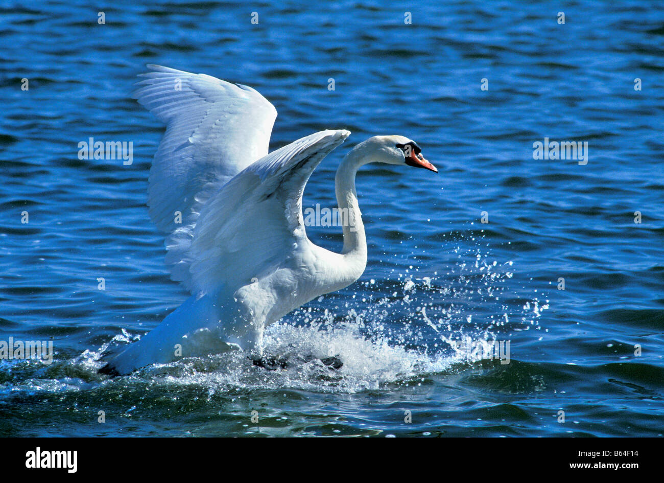 Holland, Paesi Bassi, Graveland. Cigno (Cygnus olor). Atterraggio. Foto Stock