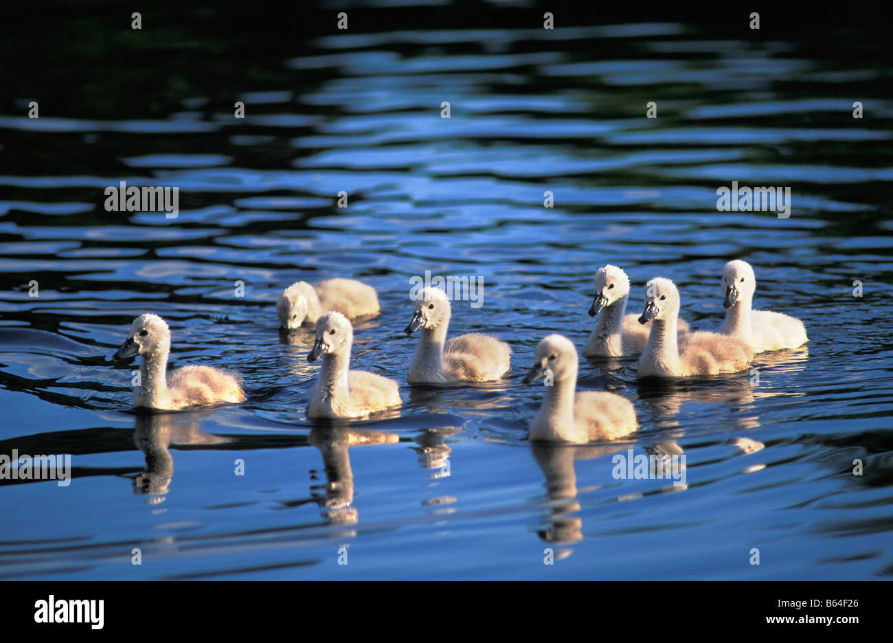 Holland, Paesi Bassi, Graveland. I giovani cigni (Cygnus olor). Foto Stock