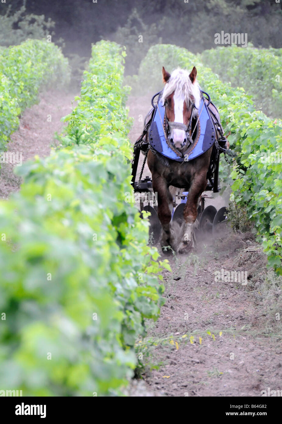 Cavallo lavorando su un vigneto Bordeaux Francia Foto Stock