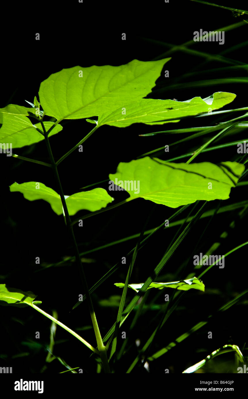 Piccola pianta verde sul suolo della foresta nel sole del mattino. La foto è stata scattata nella foresta vicino Basdhal Germania Foto Stock