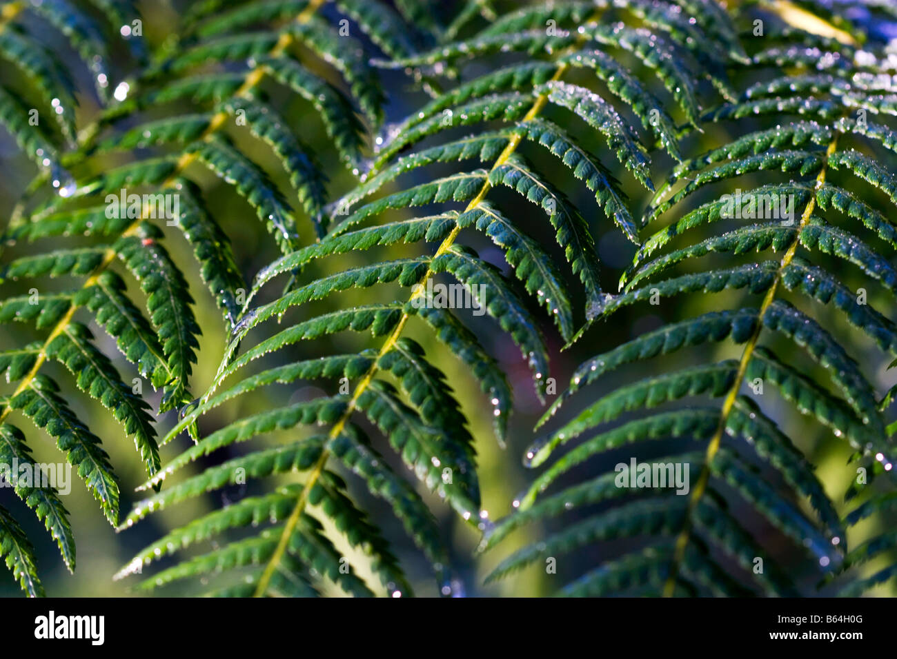 La brina su alberi fronde di felce Foto Stock
