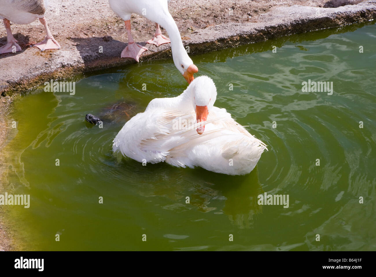 Oca Embden, domestici, oca goose Foto Stock