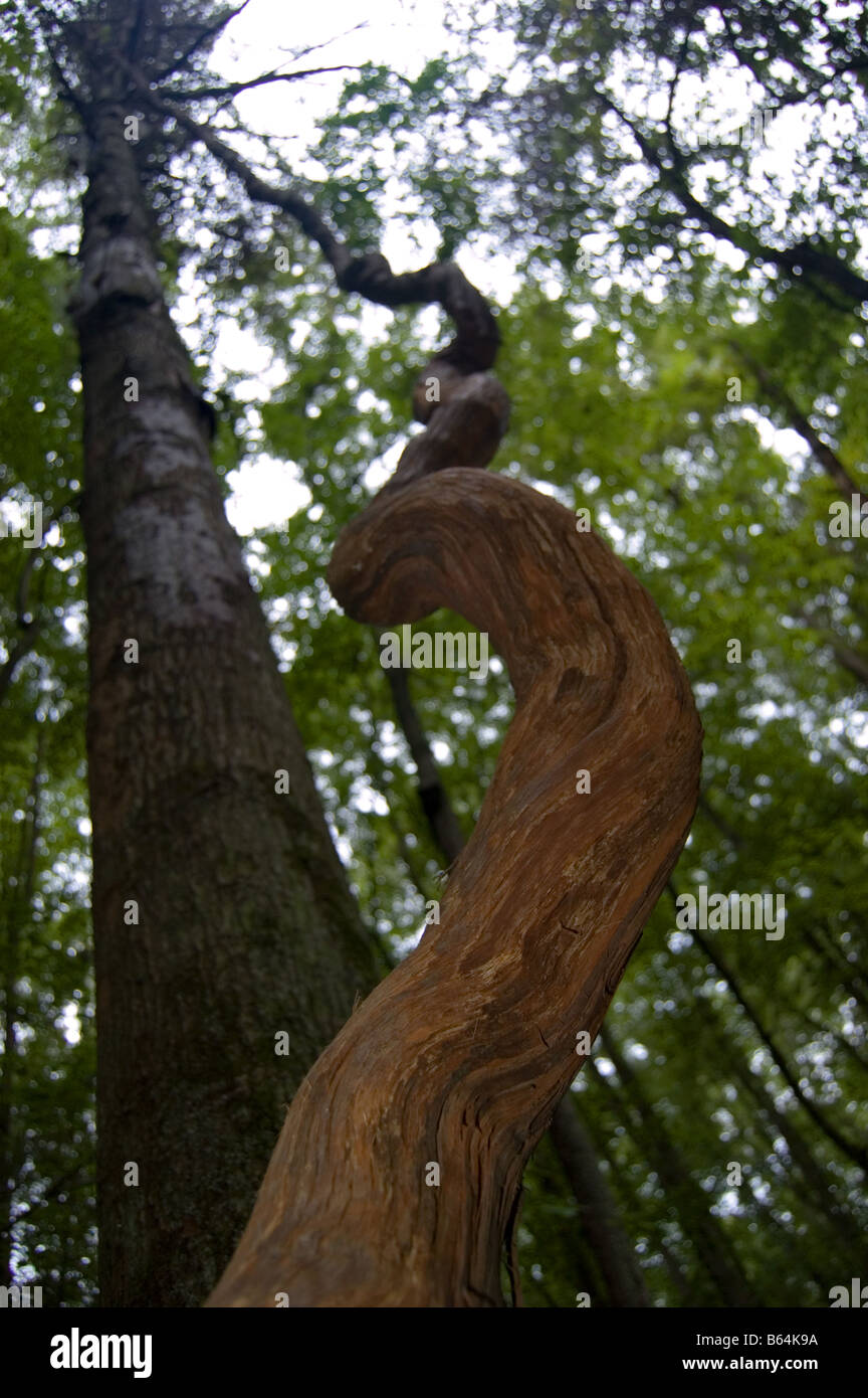 Vite Prati Huntley Park Fairfax di Alexandria in Virginia Foto Stock