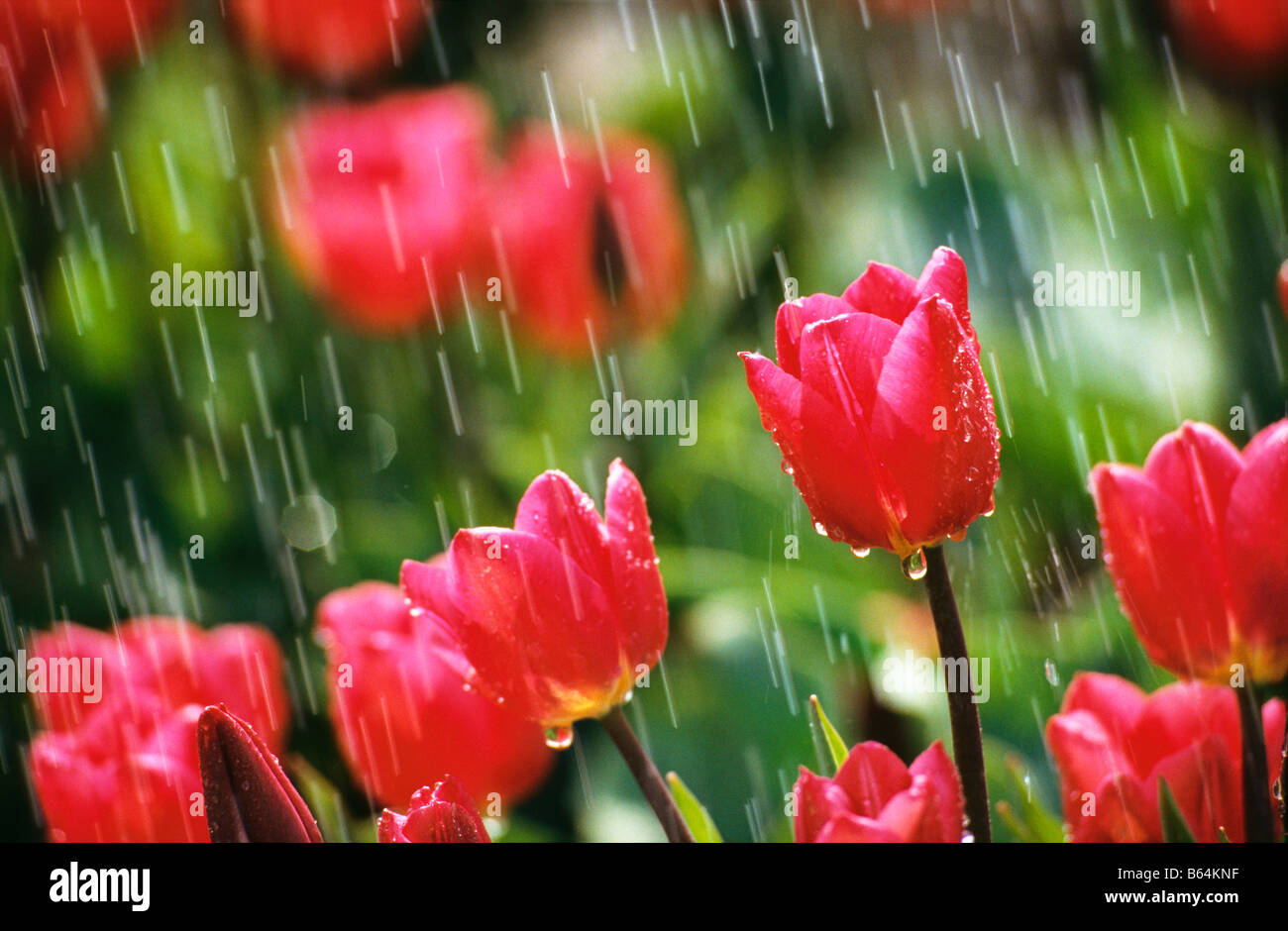 Holland, Paesi Bassi, Lisse. Giardini di fiori chiamato: De Keukenhof. I tulipani in caso di pioggia. Foto Stock