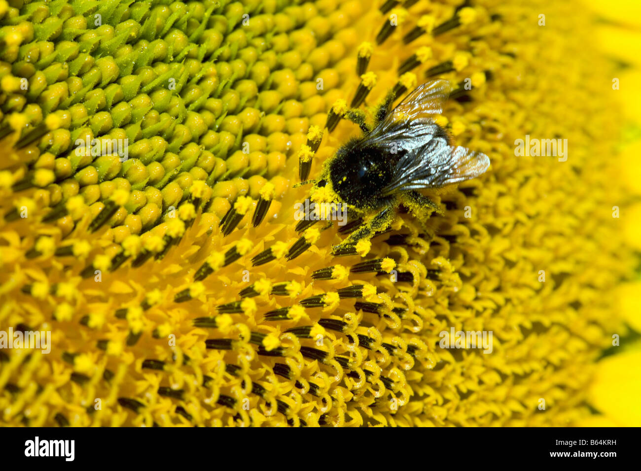 Francia, vicino a Beaune, Borgogna, dettaglio dei semi di girasole. Humblebee. Foto Stock
