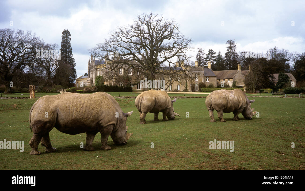 Regno Unito Inghilterra Oxfordshire bradwell grove House Cotswold Wildlife Park tre Rhino nel contenitore Foto Stock