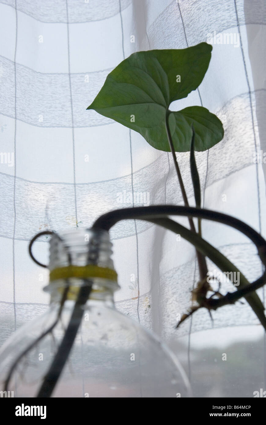 Coltivazione di piante da vaso in plastica Foto Stock