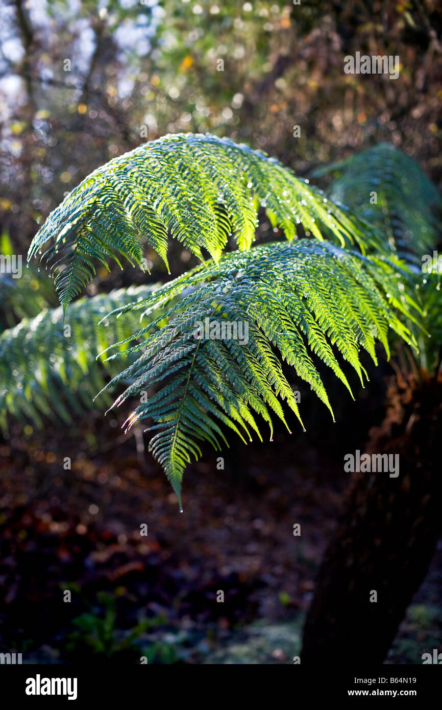 La brina su alberi fronde di felce Foto Stock