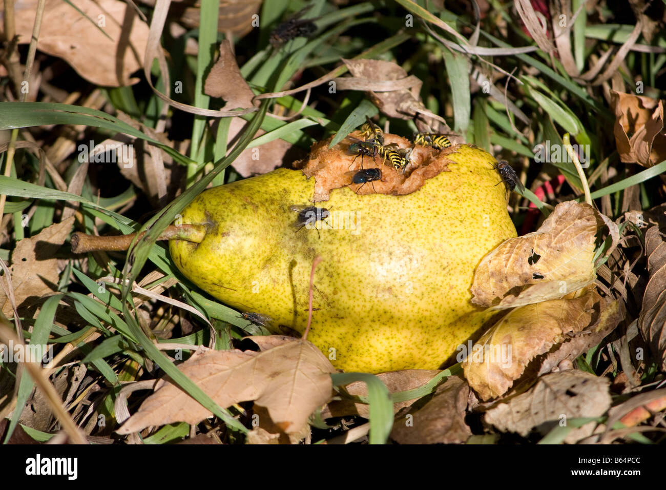 Marciume pera di essere mangiato da insetti. Foto Stock