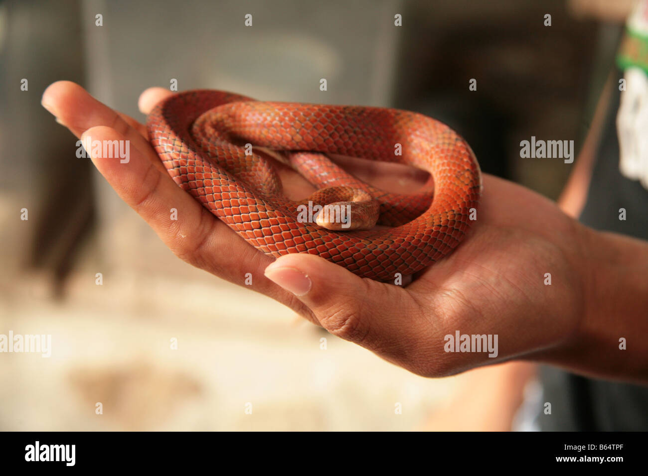 Di piccole dimensioni non serpente velenoso essendo tenuto in mano da un bambino. Foto Stock