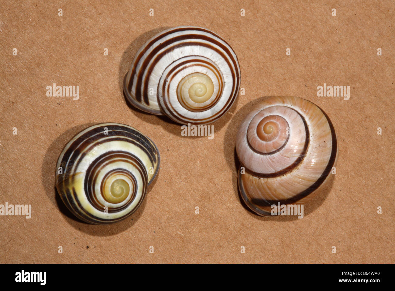 Grove lumaca o marrone lumaca a labbro Cepaea nemoralis o Helix nemoralis una lumaca nel centro ha le sue spire in retromarcia Foto Stock