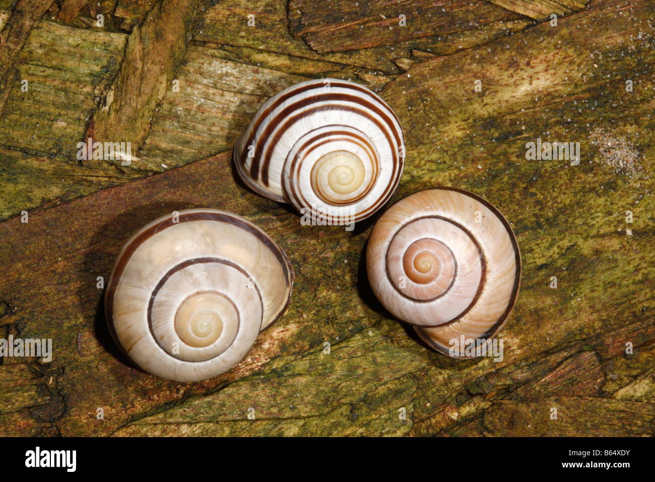 Grove lumaca o marrone lumaca a labbro Cepaea nemoralis o Helix nemoralis una lumaca nel centro ha le sue spire in retromarcia Foto Stock