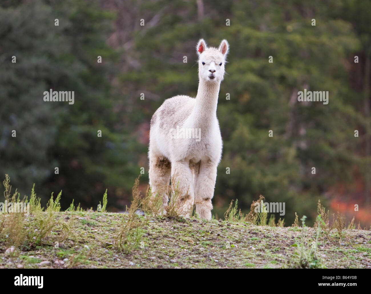 Llama in un campo di una New Jersey farm. Foto Stock