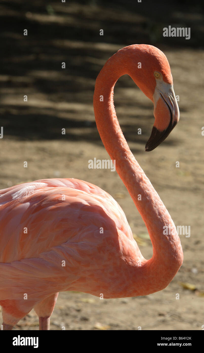 Il corpo e la testa di un fenicottero rosa Foto Stock